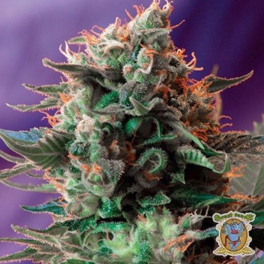 Jack 47 de Sweet Seeds semilla feminizada - Grow Barato
