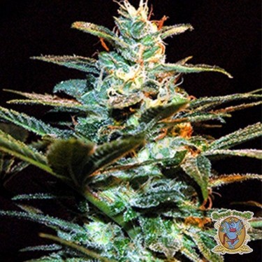Planta de marihuana