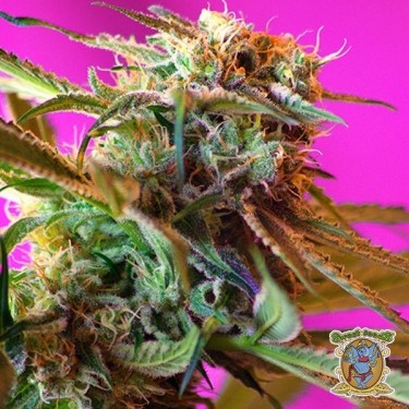 Planta de marihuana