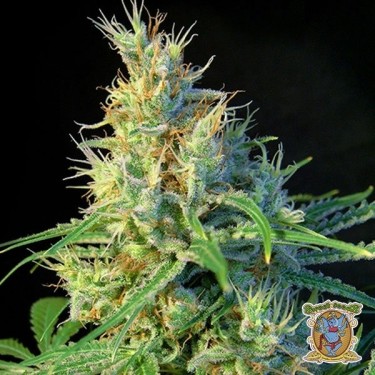 Planta de marihuana