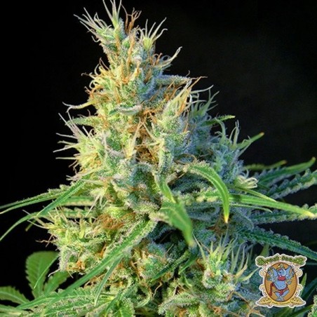 Planta de marihuana Planta de marihuana