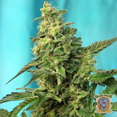 Planta de maconha