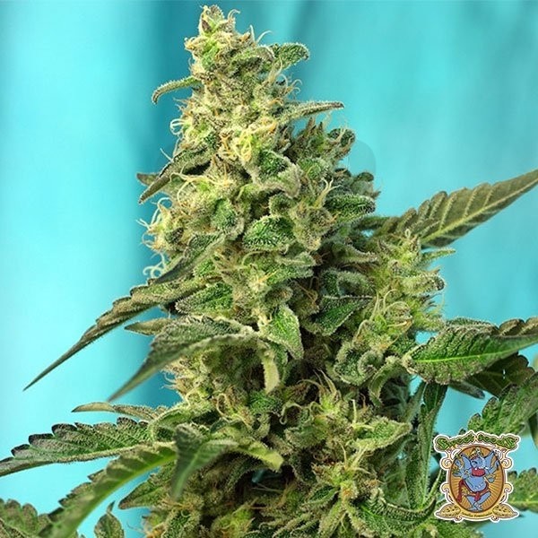 Planta de maconha