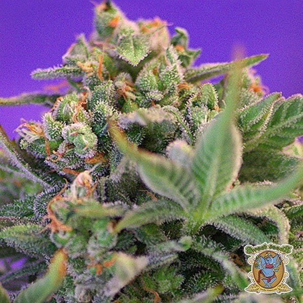 Planta de marihuana