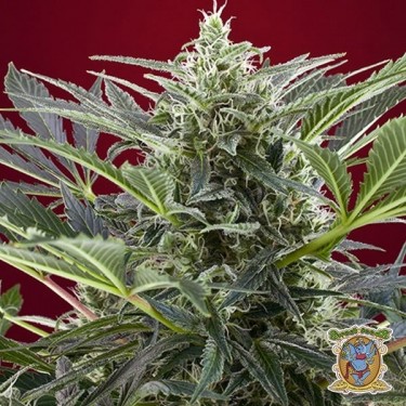 Cream 47 planta de marihuana