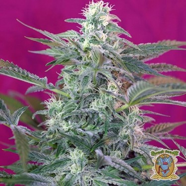 Big Foot planta de marihuana