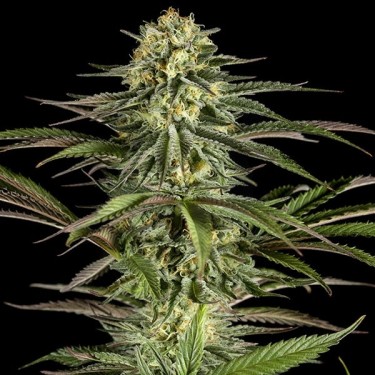 Planta de marihuana