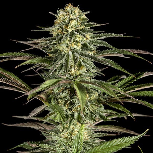 Kush-N-Cheese