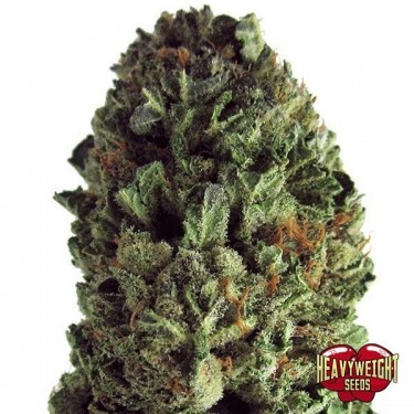 Budzilla marijuana plant