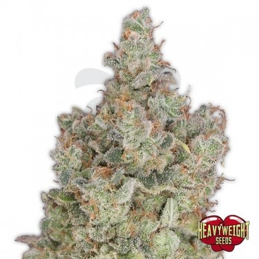 Total Paralysis Cannabis Plant