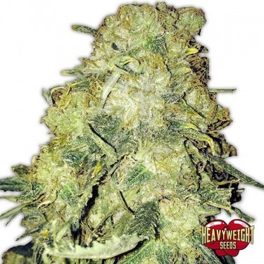 Goldmine cannabis plant