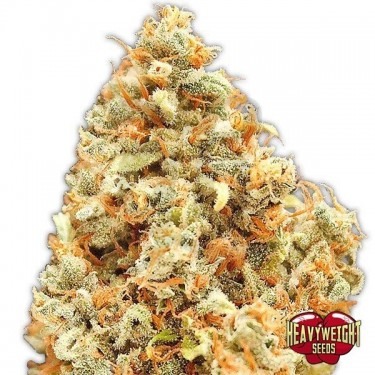 Monster Profit Cannabis Plant