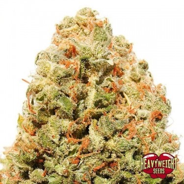 Strawberry Cake cannabis plant