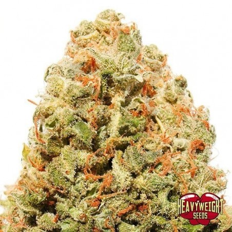 Strawberry Cake cannabis plant Strawberry Cake cannabis plant