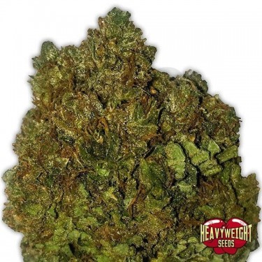 Money Bush marijuana plant