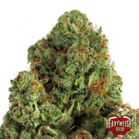 Plante de marijuana Plante de marijuana