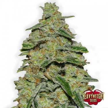 Plante de marijuana Lemon Cake
