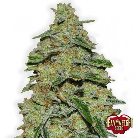 Plante de marijuana Lemon Cake Plante de marijuana Lemon Cake