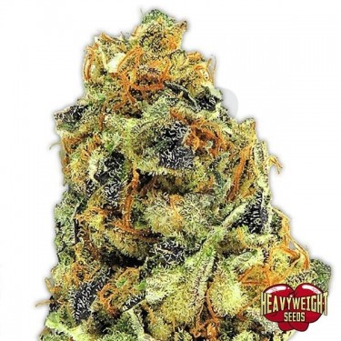 KO Kush cannabis plant