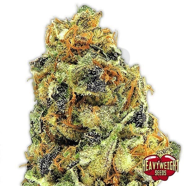 KO Kush cannabis plant