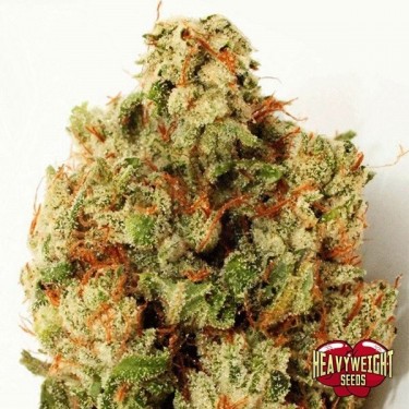 Planta de marihuana