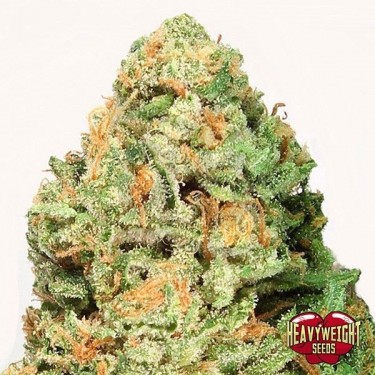 Fruit Punch cannabis plant