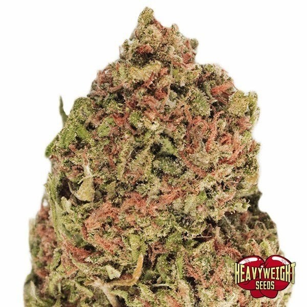 Dream Machine cannabis plant
