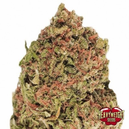 Dream Machine cannabis plant Dream Machine cannabis plant