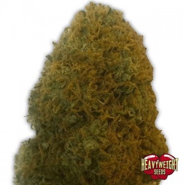 Champion marijuana plant