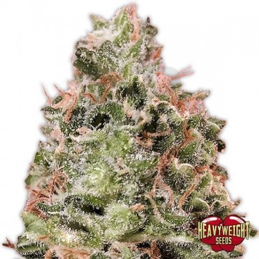 Planta de marihuana
