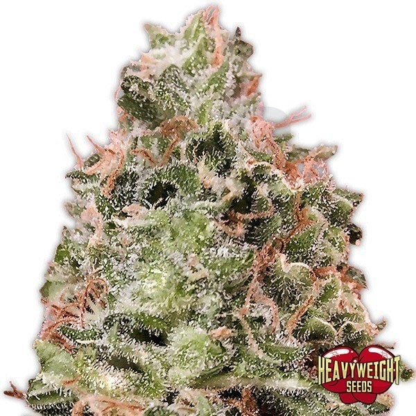 Planta de marihuana