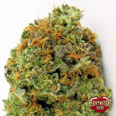 Planta de marihuana