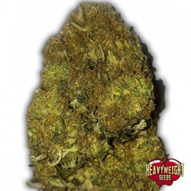 Planta de marihuana