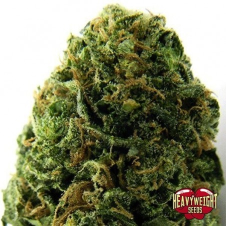 Planta de marihuana Planta de marihuana