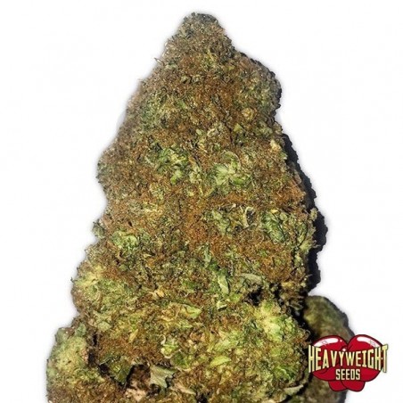 Planta de marihuana Planta de marihuana