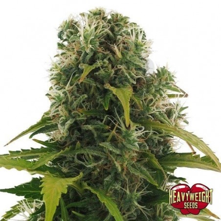 Planta de maconha