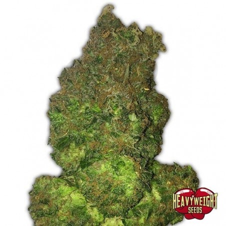 Planta de marihuana Planta de marihuana
