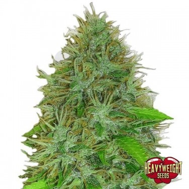 Planta de marihuana