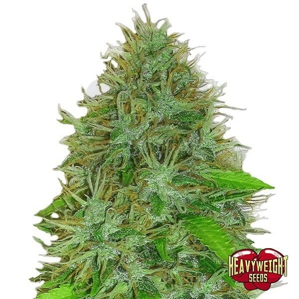 Planta de maconha