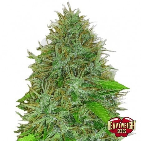 Planta de marihuana Planta de marihuana