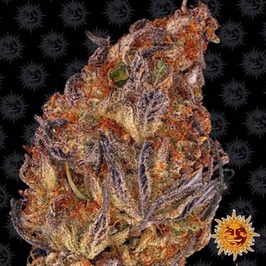 Runtz Auto semillas de Barney's Farm - Grow Barato