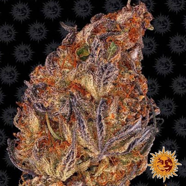 Runtz Auto Seed Barney's Farm - Grow Barato