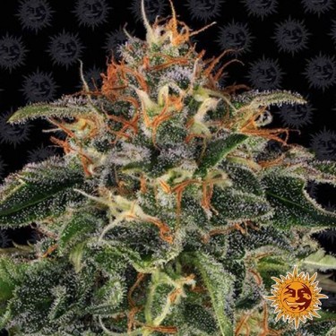 Moby Dick Fast