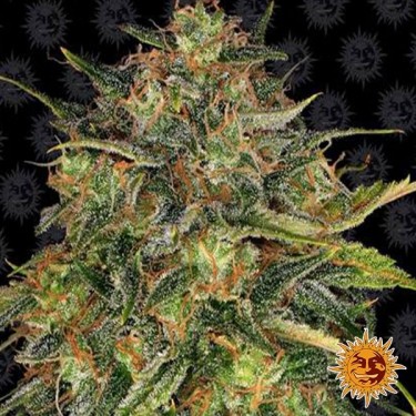 Cheese semillas feminizadas de Barney's Farm - Grow Barato