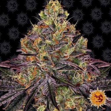 Watermelon Zkittlez de Barney's Farm - Grow Barato