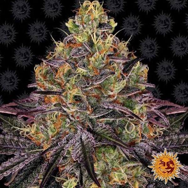 Watermelon Zkittlez de Barney's Farm - Grow Barato