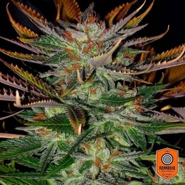 McEarly regular planta de marihuana