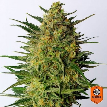 Super AK de Kannabia Seeds Feminizada - Grow Barato