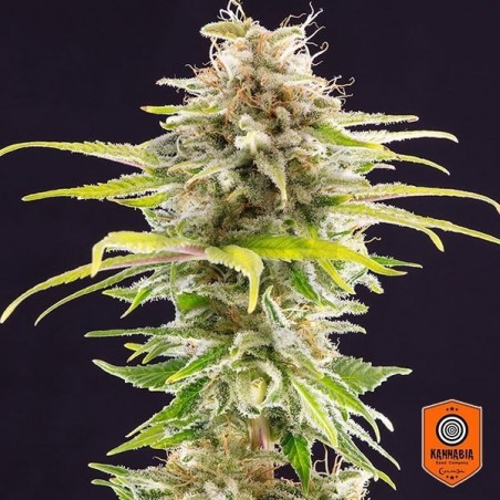 Super OG Kush planta de marihuana Super OG Kush planta de marihuana
