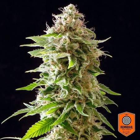Cookies Haze planta de maconha Cookies Haze planta de maconha